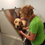 Dog Wash and Pet Grooming
